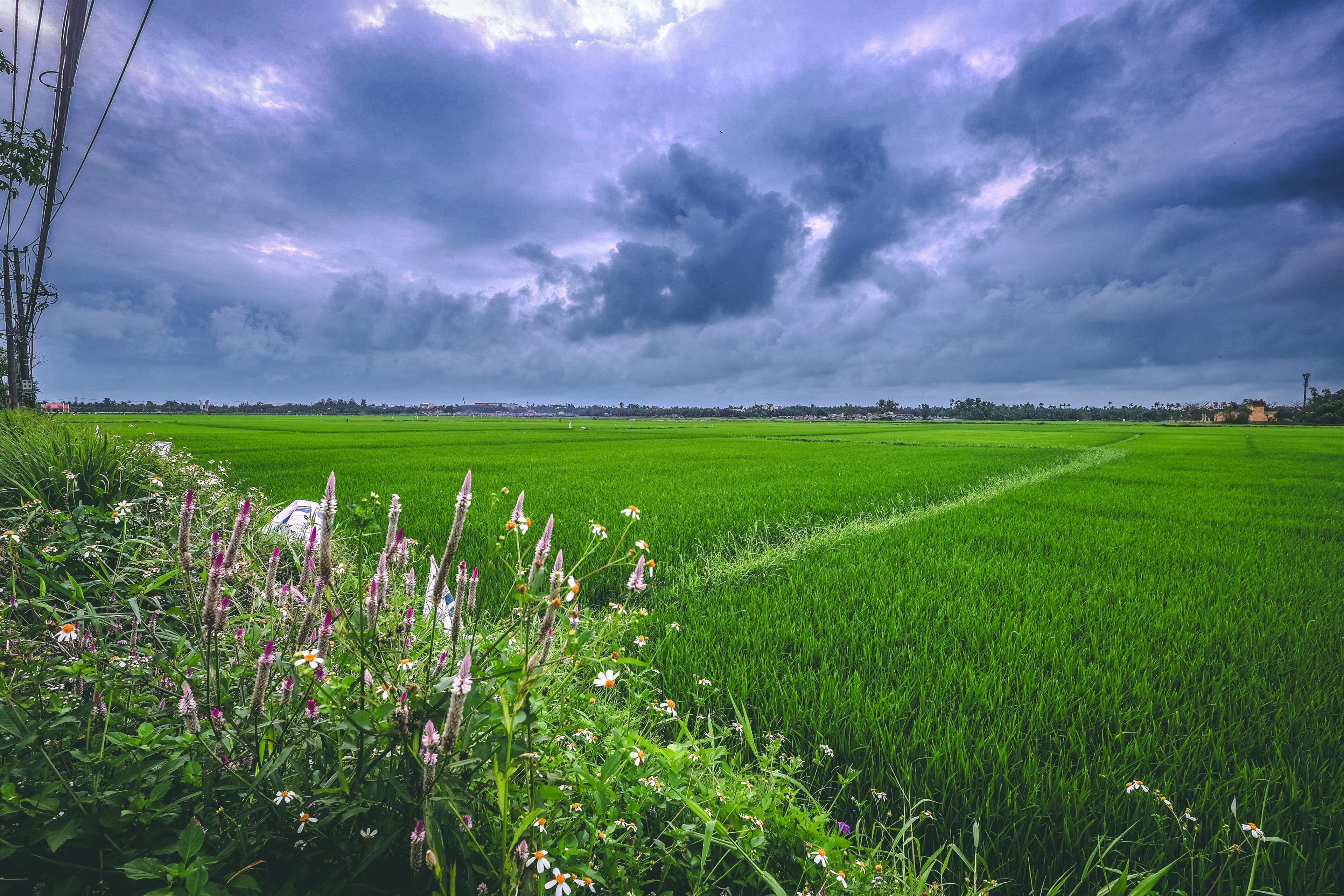 A rice paddy running to the horizon under a heavy purple storm sky, wildflowers lining the near edge of the field.
