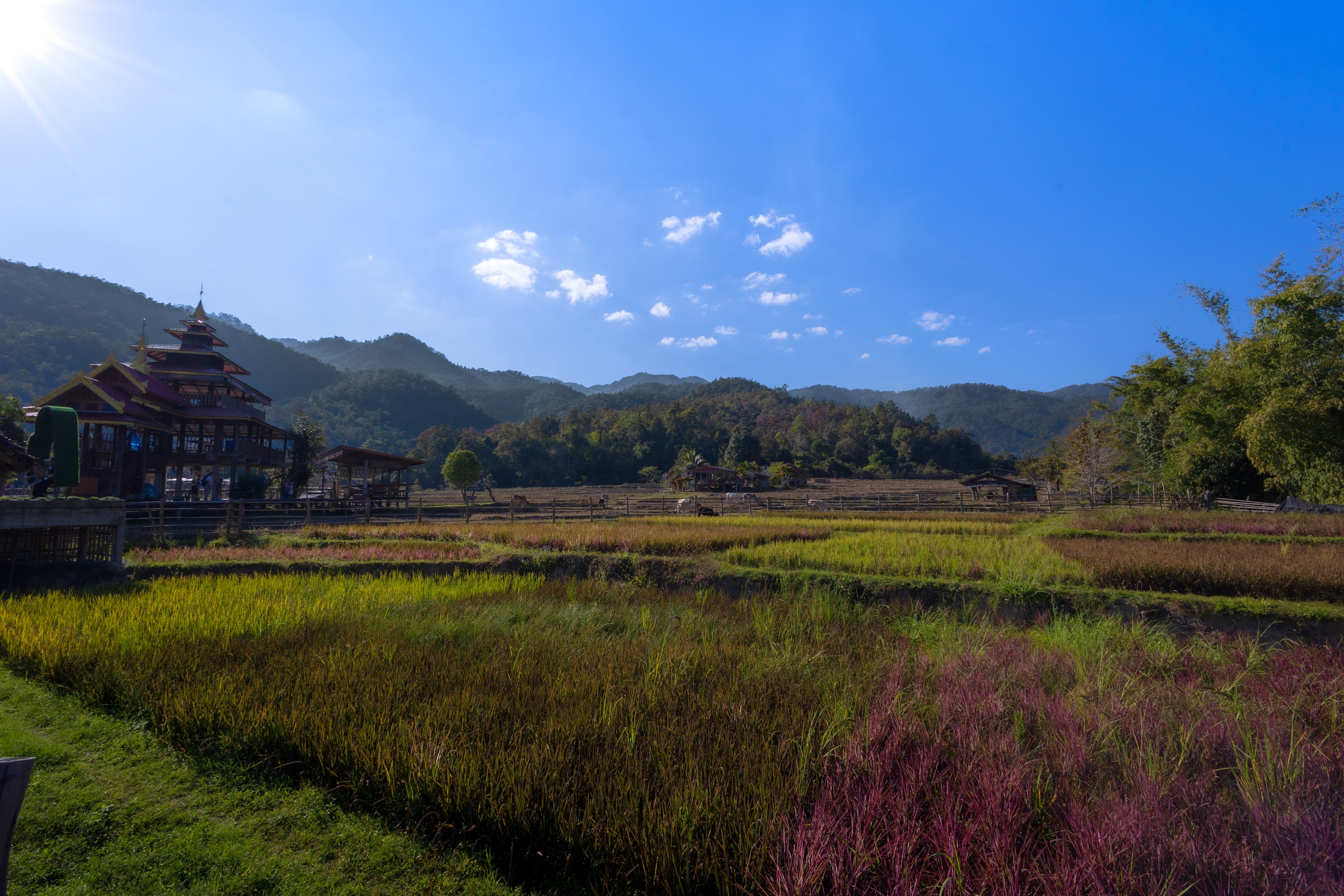 A rice terrace catching full sun below a hillside pagoda and distant mountains.