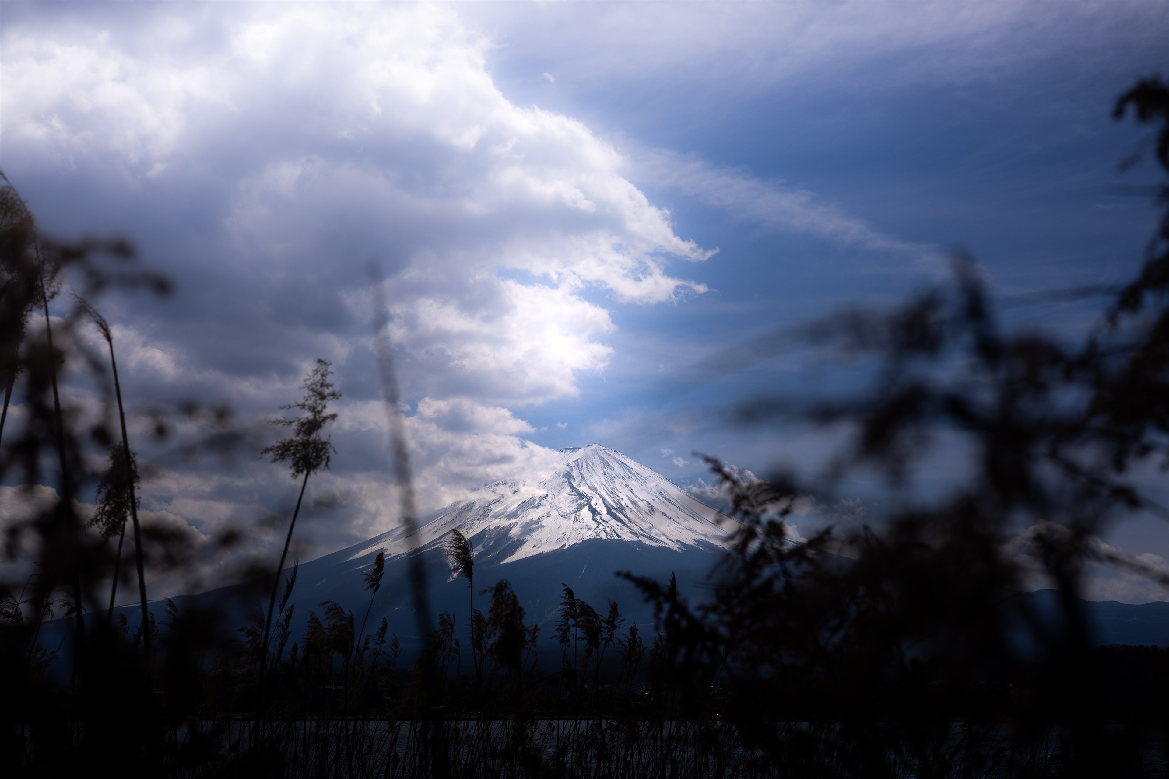 Mount Fuji framed by wind-blown reeds, cloud breaking around the summit.