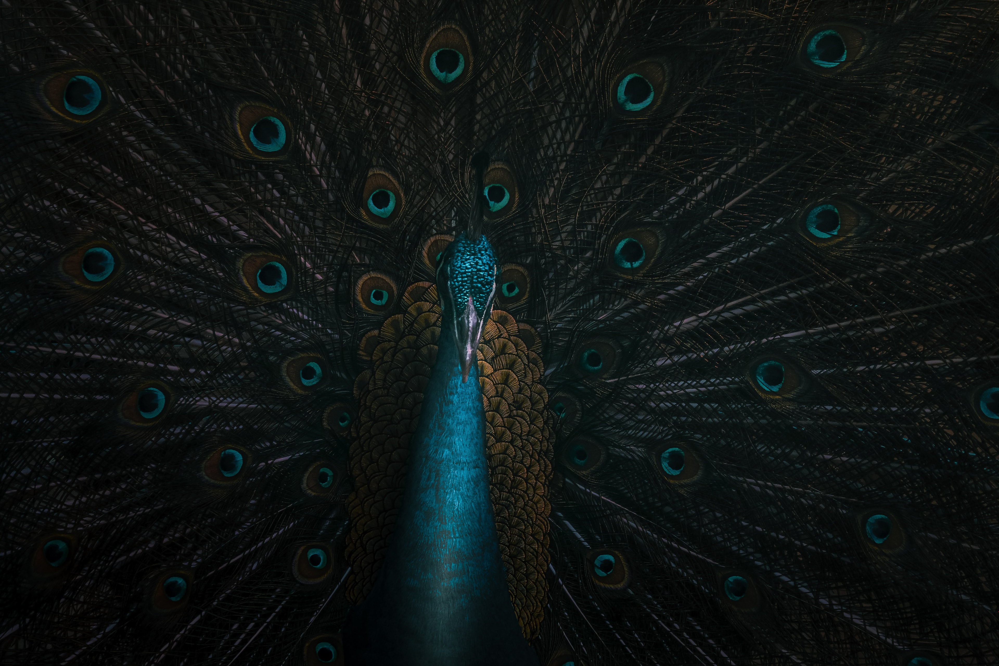 A peacock's fully fanned tail seen head-on, its head centered among rows of iridescent eye-markings.